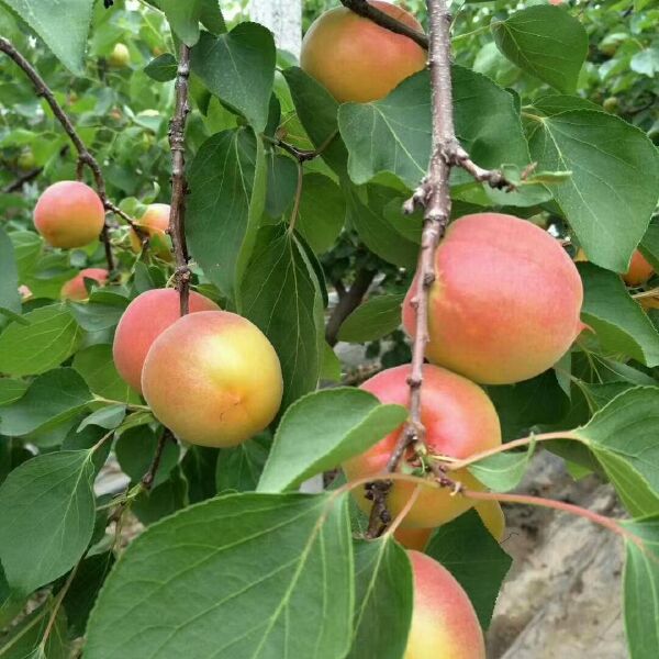 丰源红杏价格金太阳杏基地