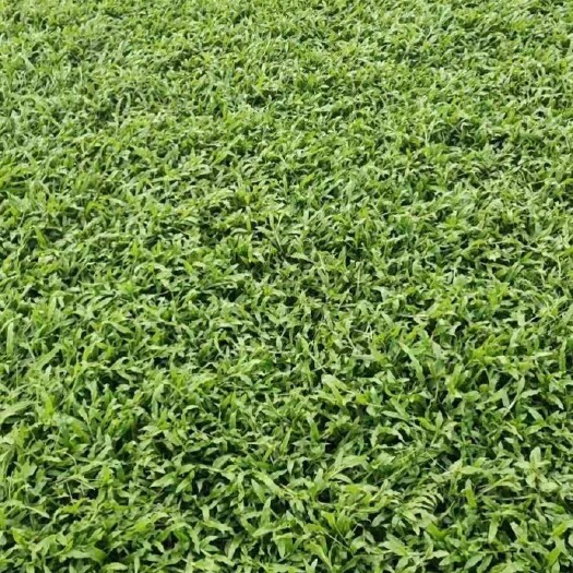 清远大叶油草  精品草皮物美价廉只为你满意