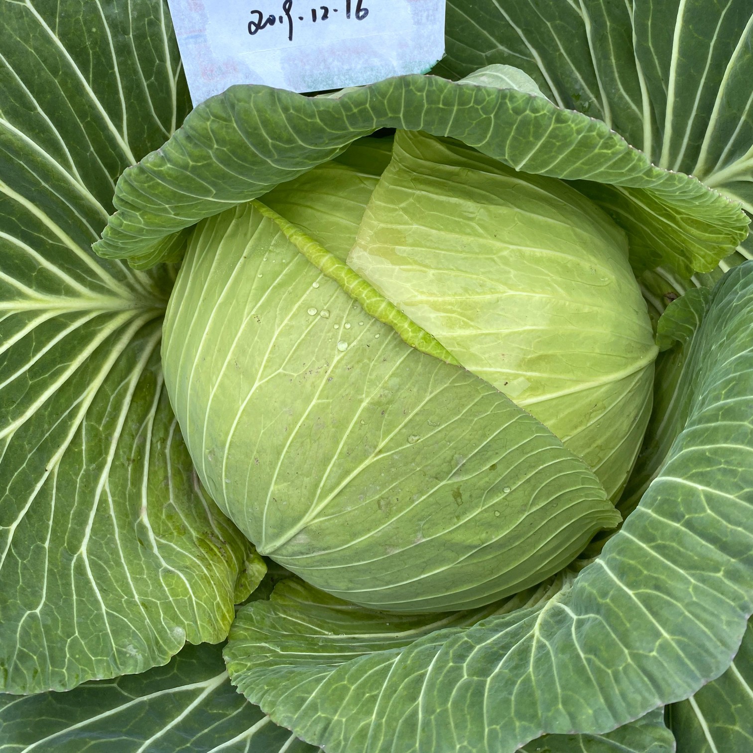 甘蓝种子薄皮甘蓝种子秋播无腊粉圆包菜种子