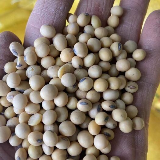 涡阳县黄大豆  加豆净粮   价格低   质量好   巴西豆  毛粮  净粮