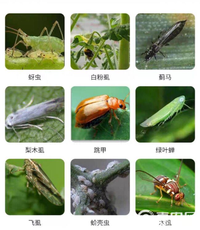 吡虫啉  蚜虫，蓟马，稻飞虱，白粉虱，跳甲 绿叶蝉 潜叶娥
