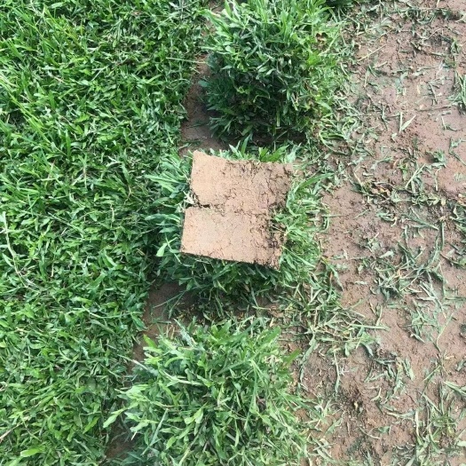 清远大叶油草块.草卷.大量供应基地直发。
