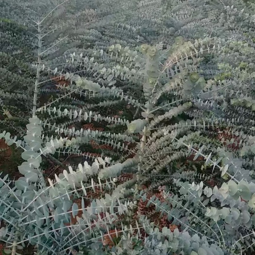 昭通 尤加利，