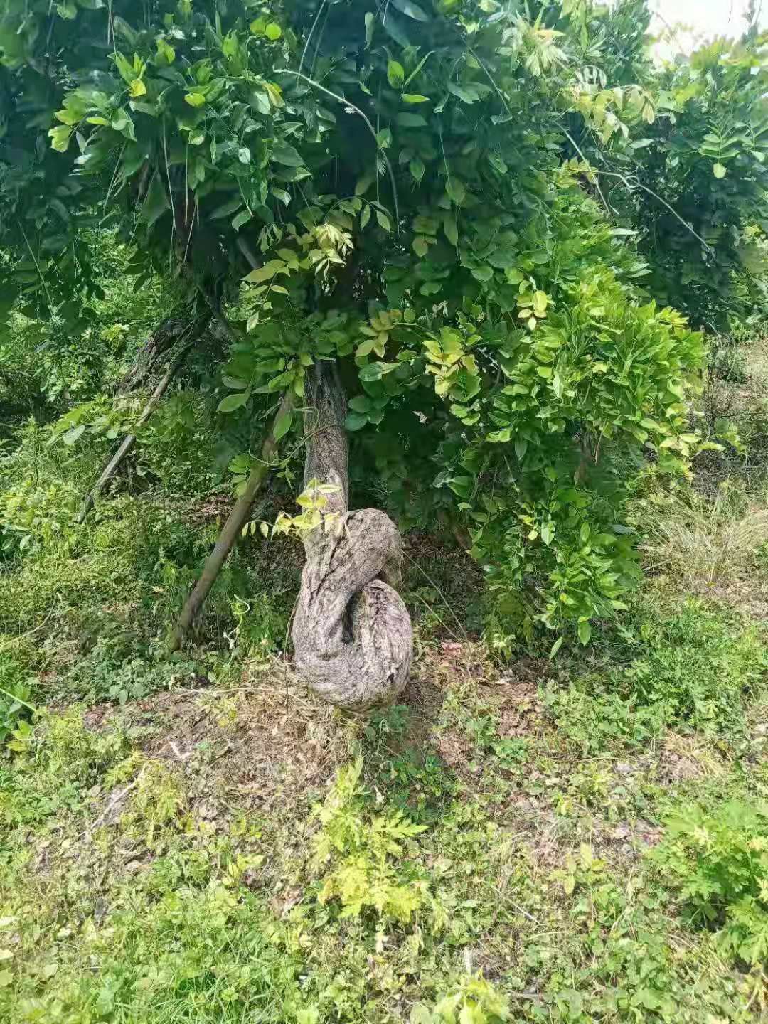 多花紫藤  紫藤三年熟货10-18公分