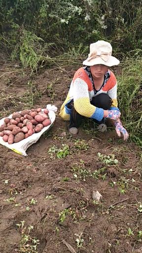 青薯9号 四川省凉山彝族自治州冕宁县 3两以上陆陆续续上市中