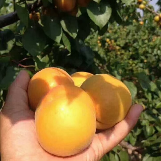 大荔县丰源红杏价格金太阳杏基地