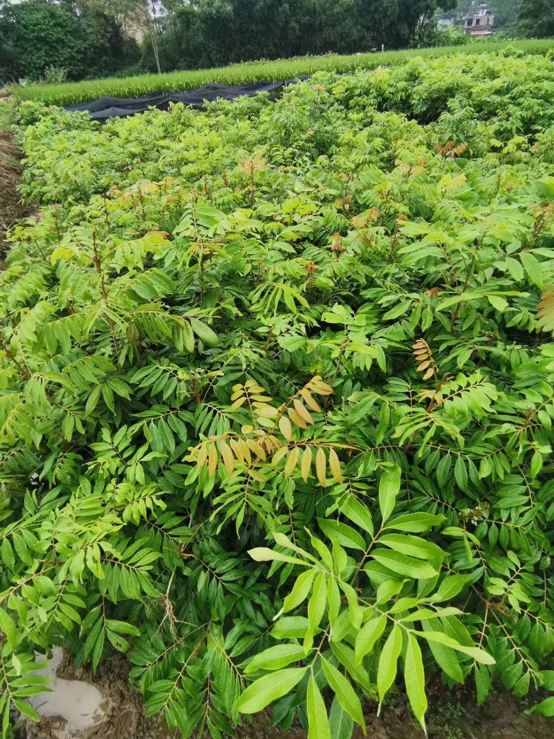 储良龙眼苗  石峡正品嫁接苗 带土带叶发货 成活率高