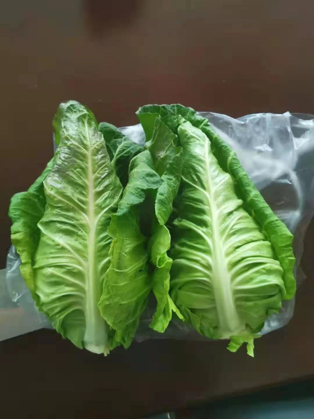 甘蓝种子牛心甘蓝种子牛心白种子鸡心白种子尖顶甘蓝种子春秋越冬