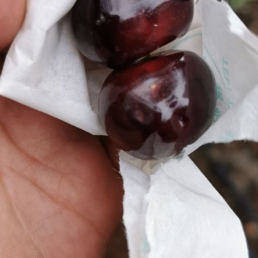 汉源县红灯樱桃 黑珍珠车厘子