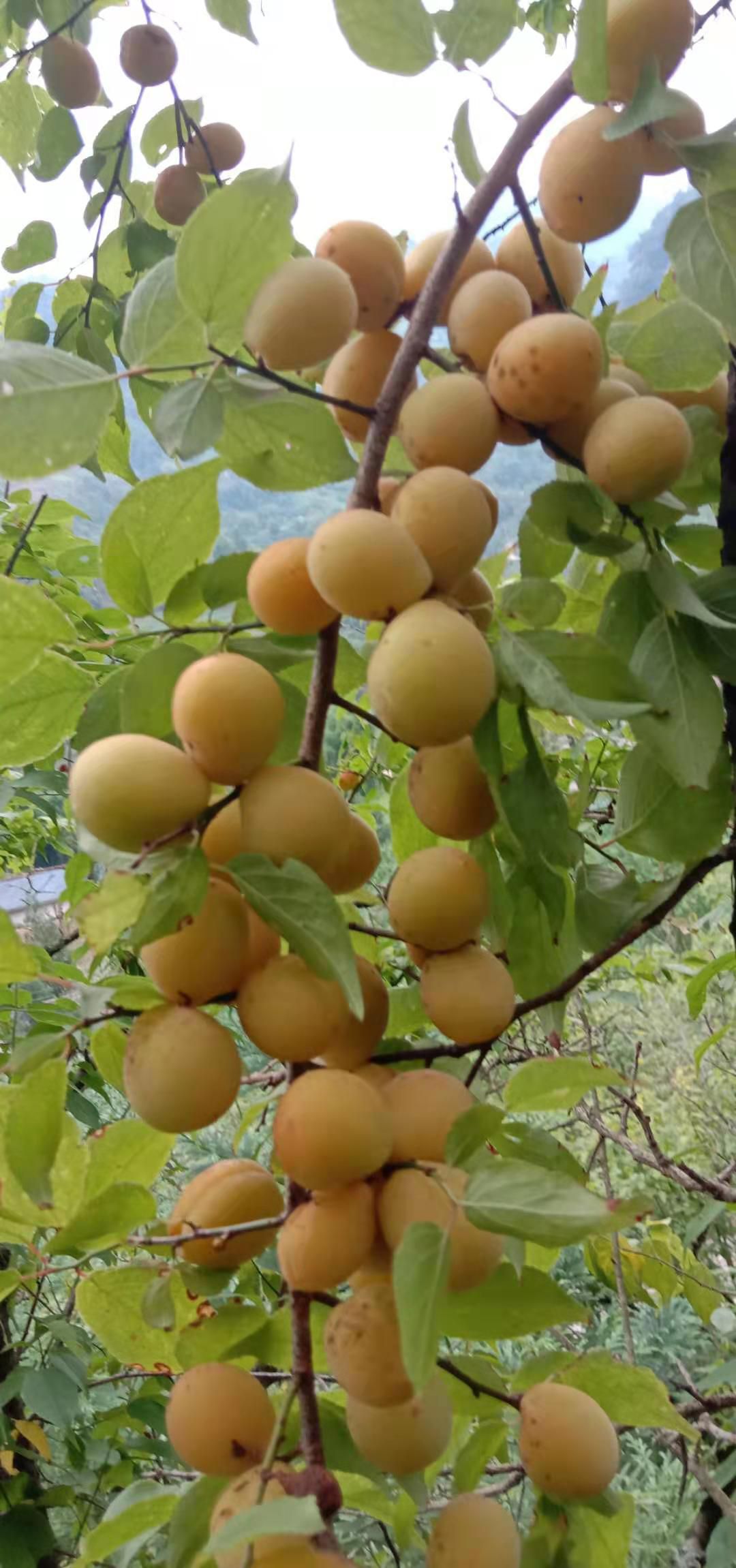 青梅  乌梅  酸梅