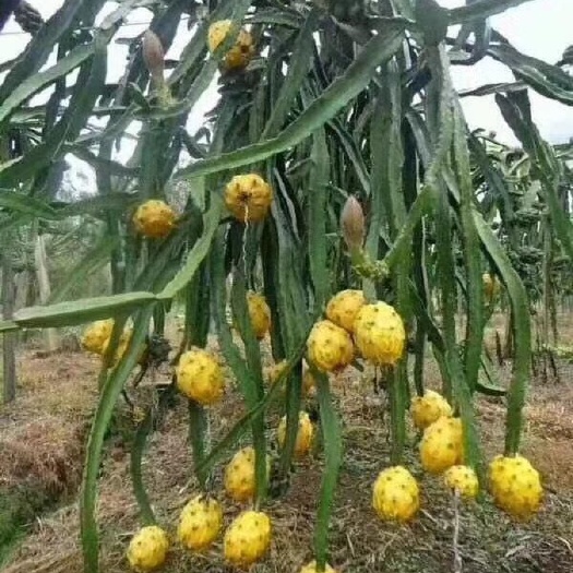 灵山县 燕窝火龙果苗
