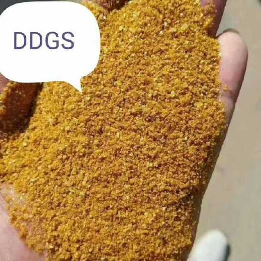 正定县 DDGS玉米酒糟