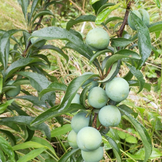 宜宾蜂糖李