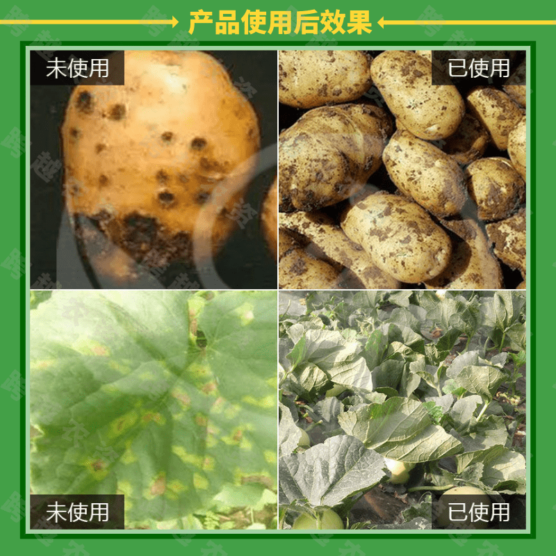 放大镜霜透 烯酰吡唑酯 保护型杀菌剂 防治作物霜霉病 疫病