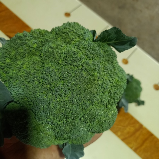 绿翡翠西兰花 种植基地春季西兰花供应