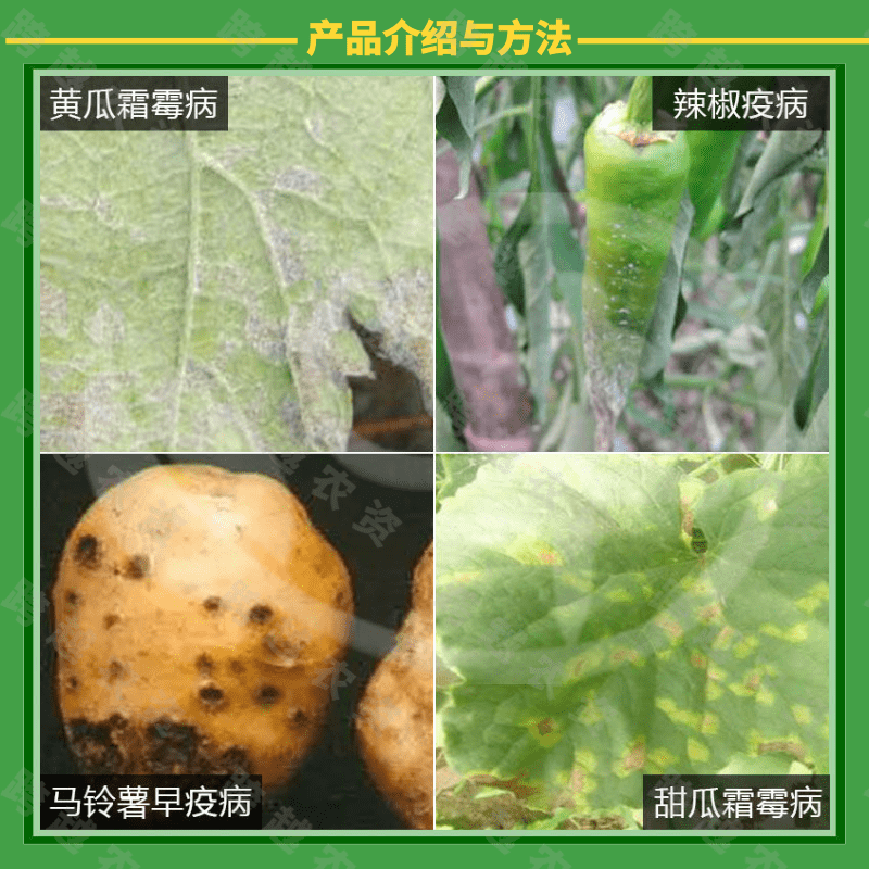 放大镜霜透 烯酰吡唑酯 保护型杀菌剂 防治作物霜霉病 疫病