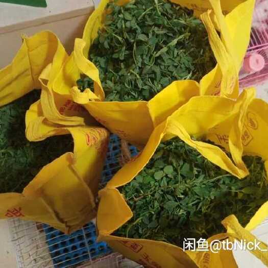 邢台 苜蓿草