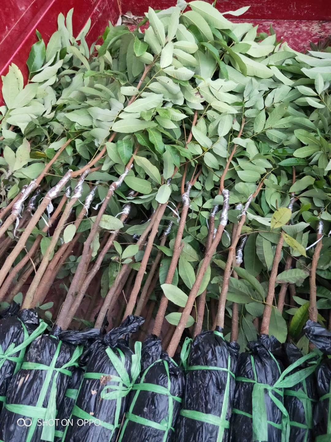 储良龙眼苗  石峡正品嫁接苗 带土带叶发货 成活率高