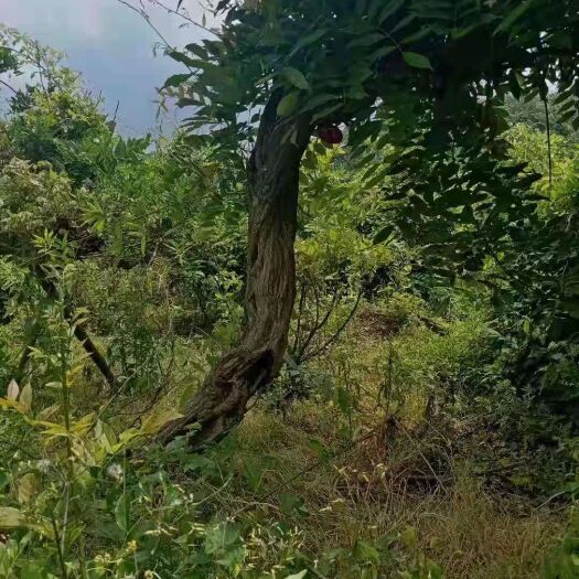 衡阳多花紫藤  紫藤三年熟货10-18公分