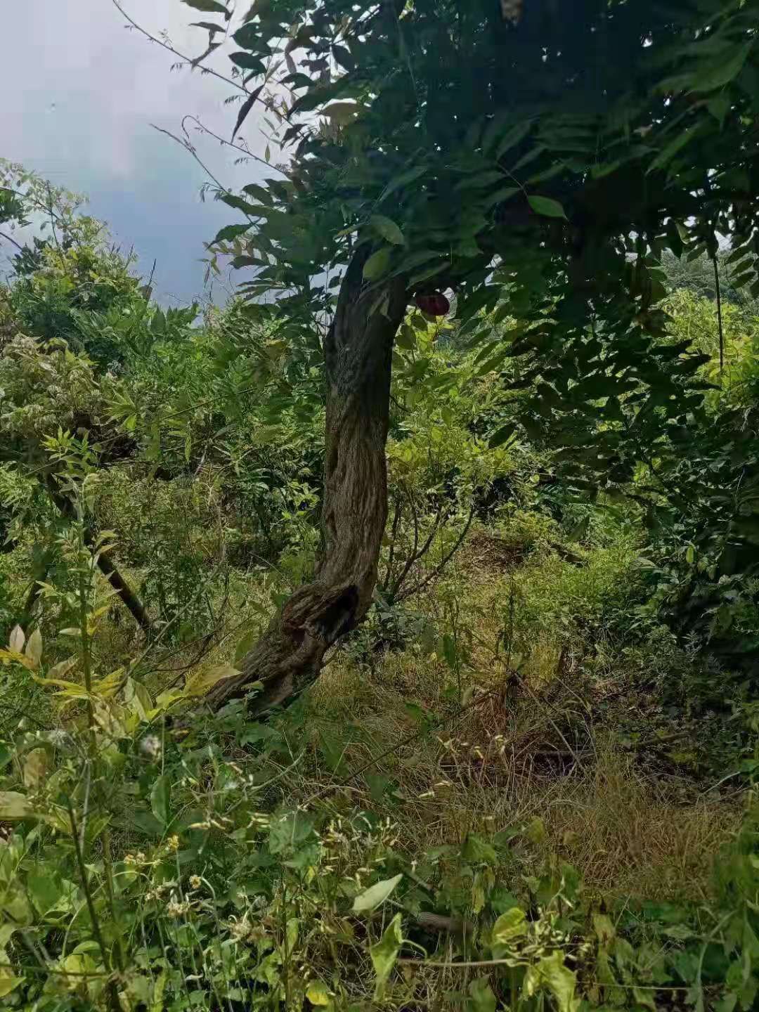 多花紫藤  紫藤三年熟货10-18公分