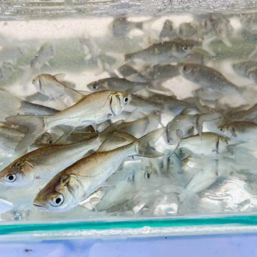 连云港鲈鱼苗