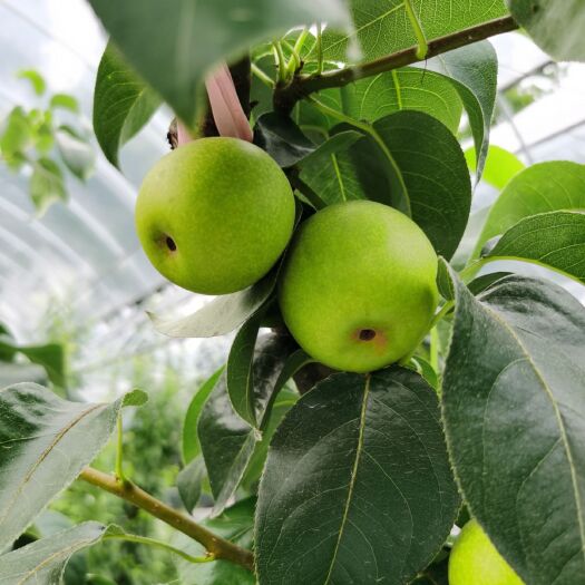 三门县翠冠梨翠玉梨大棚6.1节上市