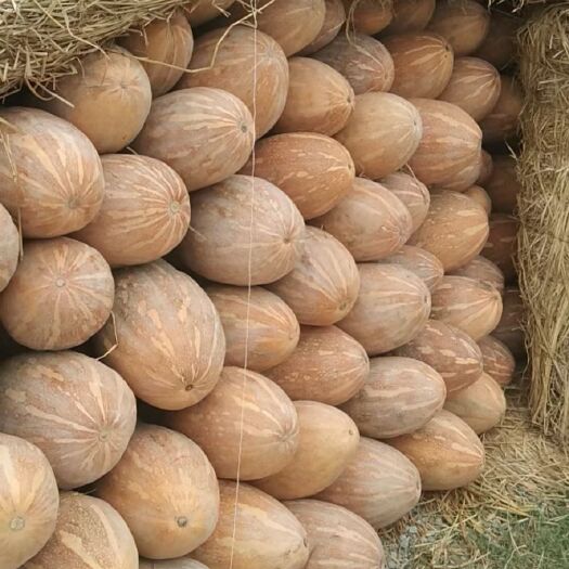 亳州蜜本南瓜  养殖场 加工厂都有货 大量上市希望广大的客户前