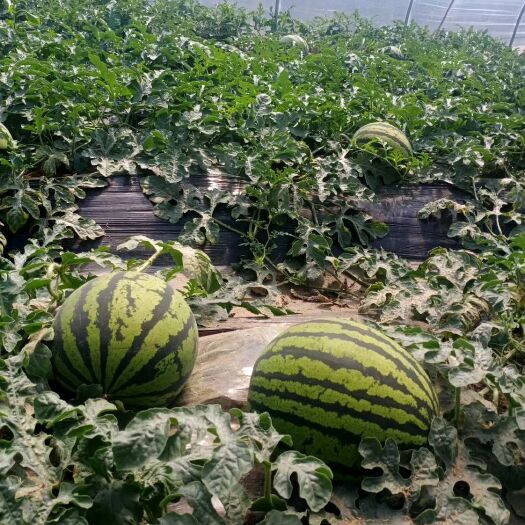 大荔县八月瓜 陕西省渭南市大荔县 绿色