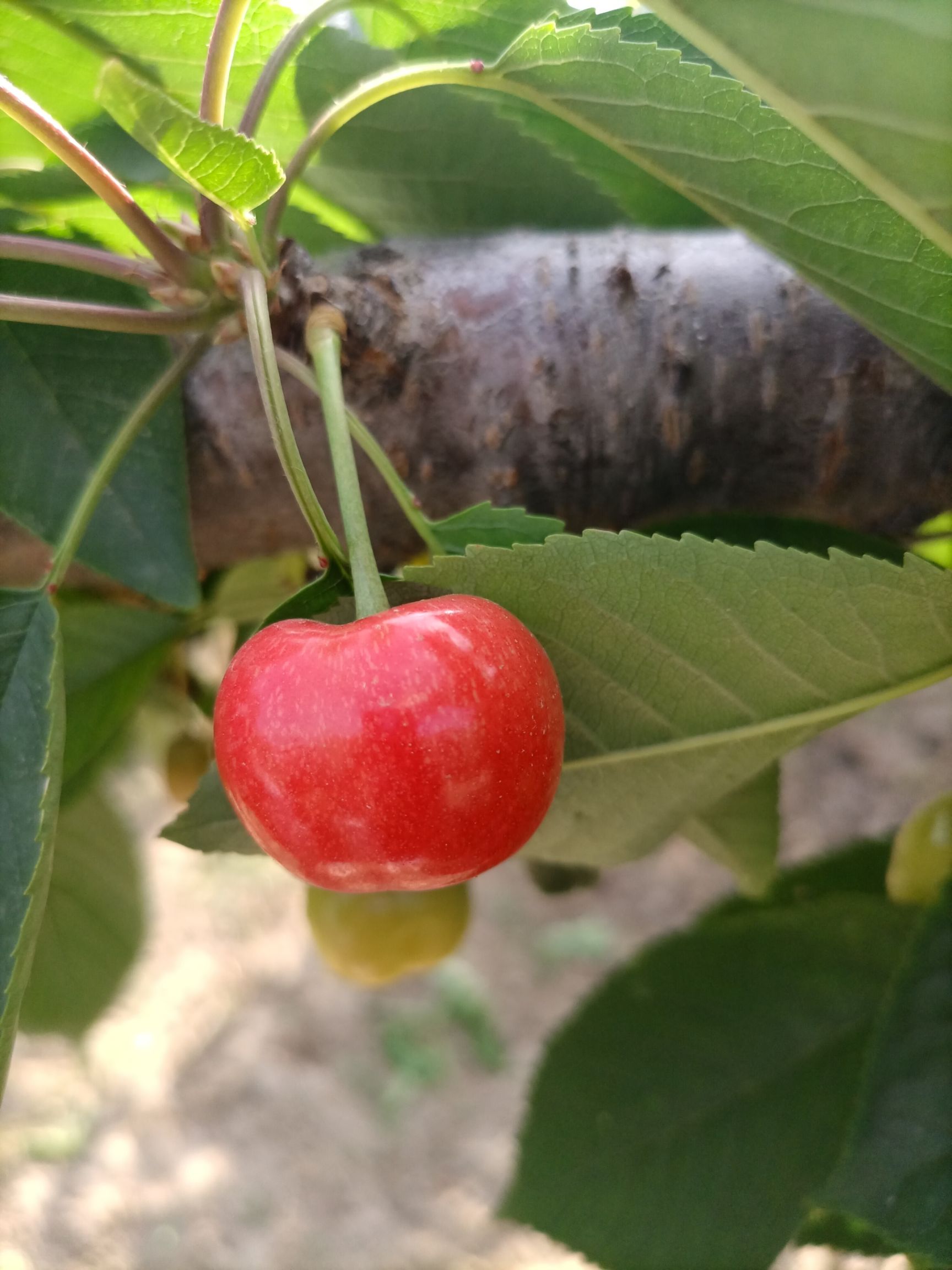 萨米脱樱桃 陕西澄城露天布鲁克斯大樱桃