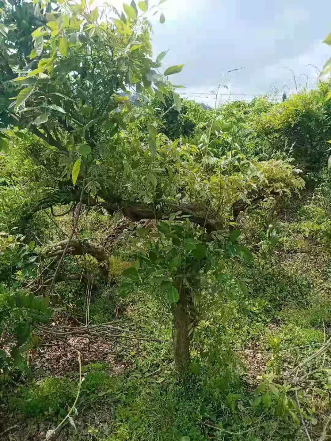 多花紫藤  紫藤三年熟货10-18公分
