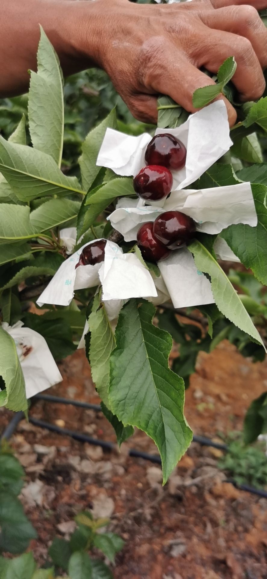 红灯樱桃 黑珍珠车厘子