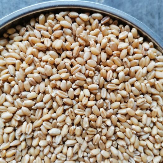 白麦  小麦   新精选优质小麦 酿酒小麦 磨面做面条用 鸽