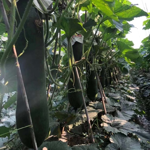 钦州广西育苗基地，嫁接冬瓜苗，产地直供，代育加工，品质保证，从优