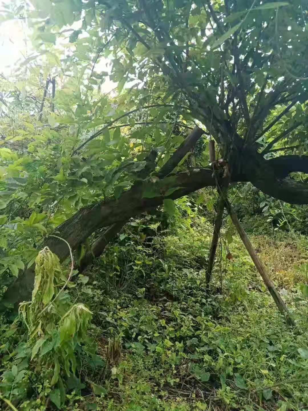 多花紫藤  紫藤三年熟货10-18公分