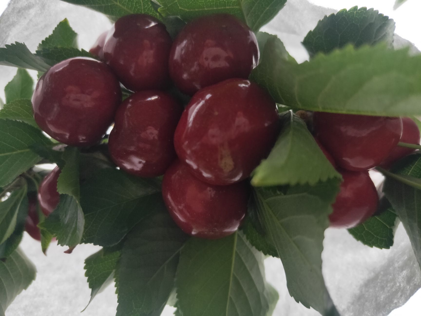 红灯樱桃  四川汉源车厘子