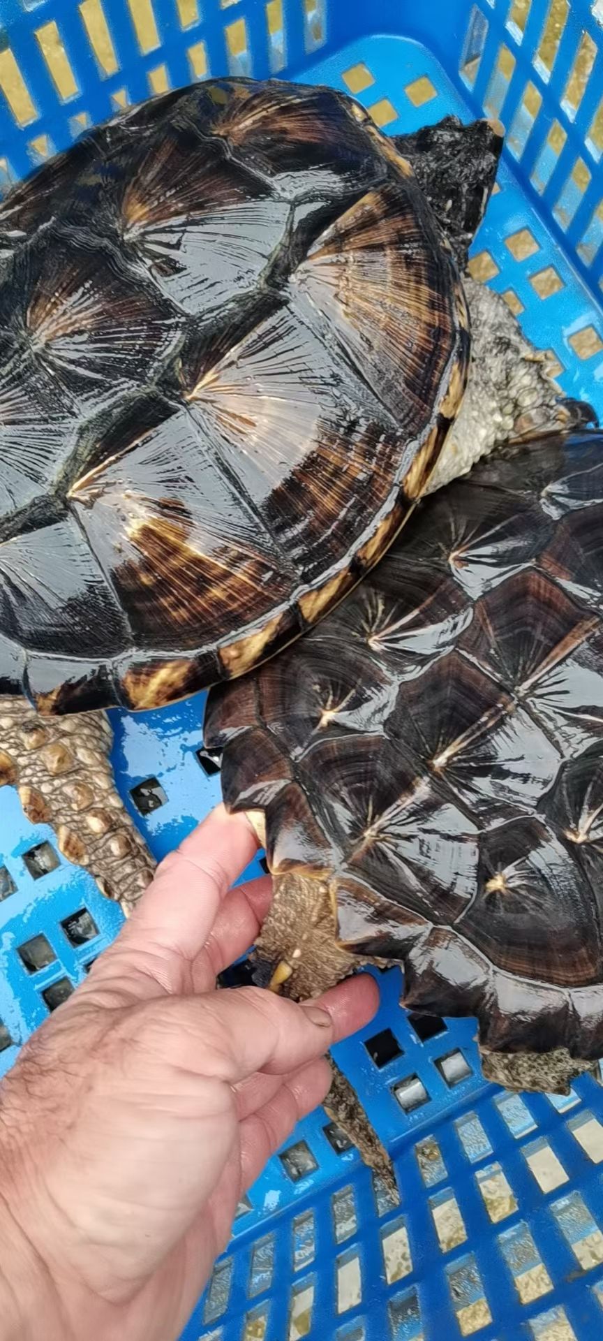 佛鳄  鳄鱼龟,,肉龟,大鳄鱼龟,食用鳄鱼龟,外塘放养鳄鱼龟