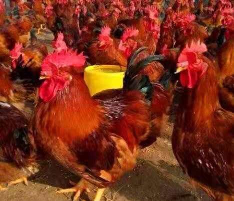 徐州 本公司提供鸡苗品种多多