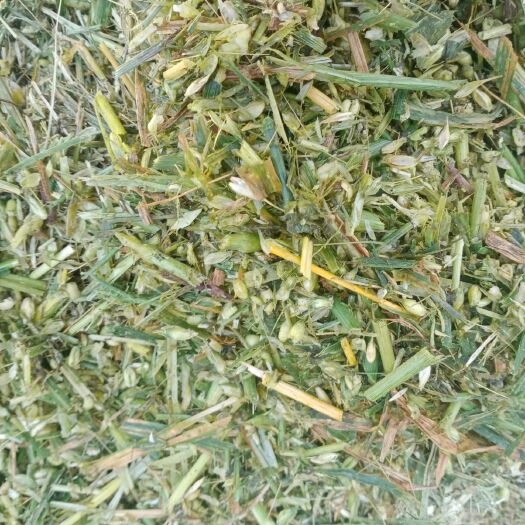 洋县 大量出售打包好的小麦青储草，牛羊的好饲料
