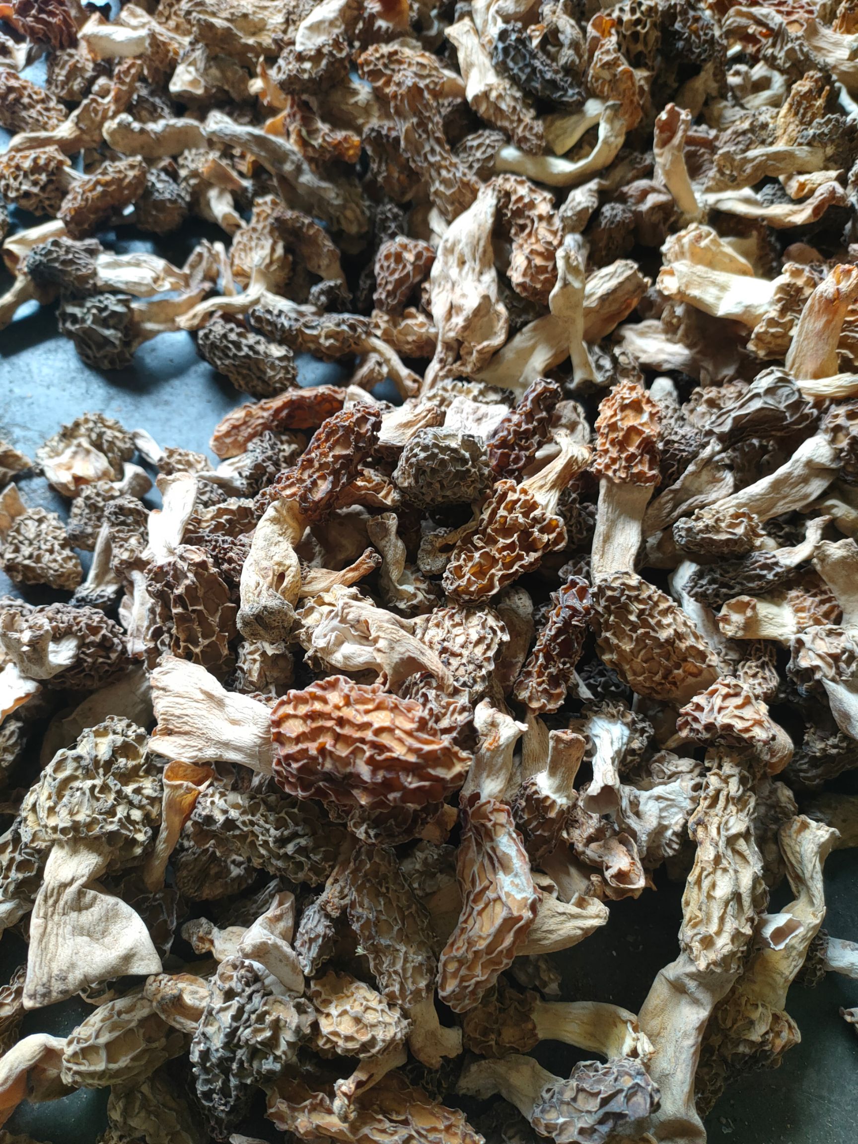 秦岭山区野生羊肚菌，羊肚菌干货，不是野生不要钱