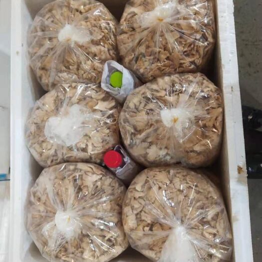 鸡枞菌菌种 黑皮鸡枞菌包的研发生产种植销售
