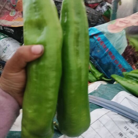 聊城尖椒，精品尖椒，产地直销，货源大，需要的联系