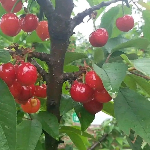 博爱县红灯樱桃 大樱桃，自产自销，山区果园，昼夜温差大，降雨量少，含糖量高。