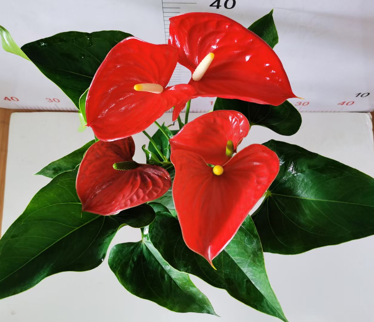 红掌白掌盆栽植物室内花卉好养水培一帆风顺大盆水养四季常青绿植