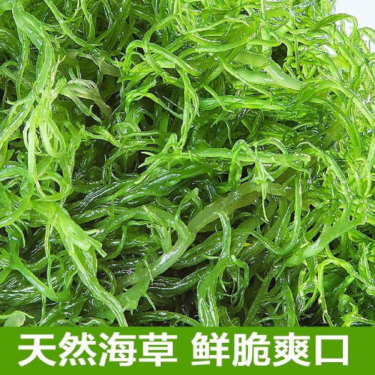 广州【天然海藻海草5斤】福建龙须菜凉拌菜火锅菜美食