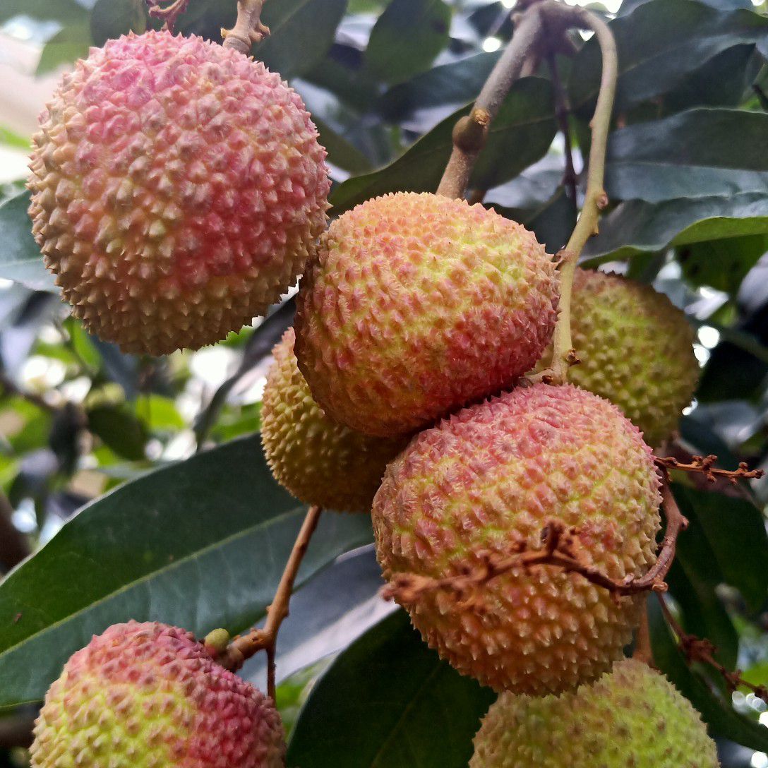 妃子笑荔枝  广东荔枝品种齐全，价格美丽，量大从优，可供电商
