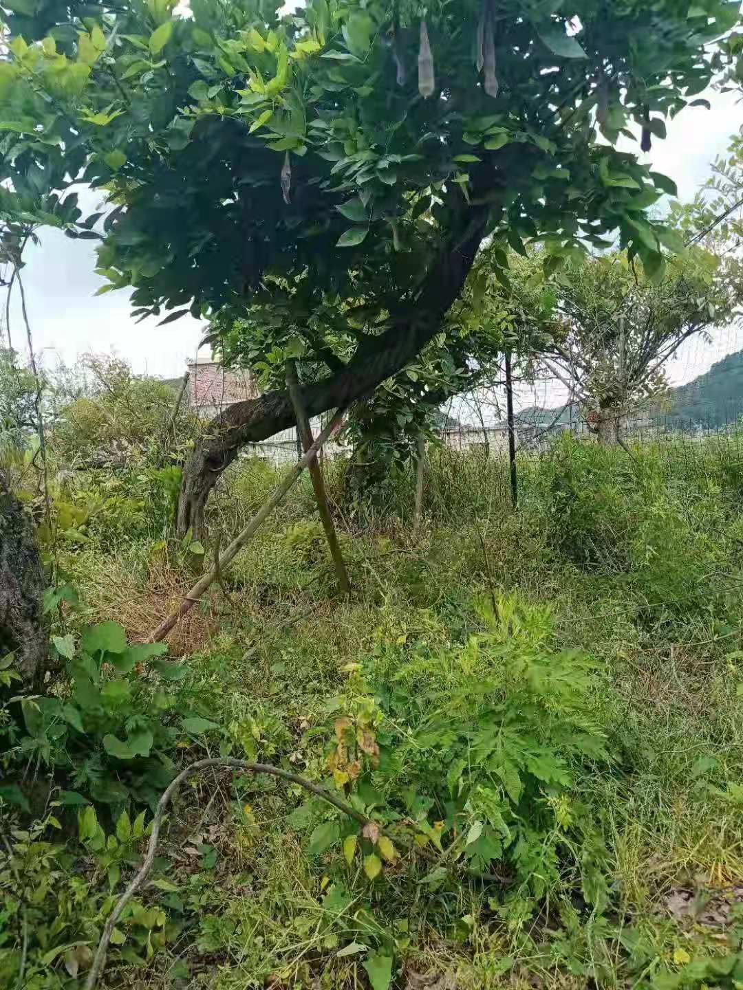 多花紫藤  紫藤三年熟货10-18公分