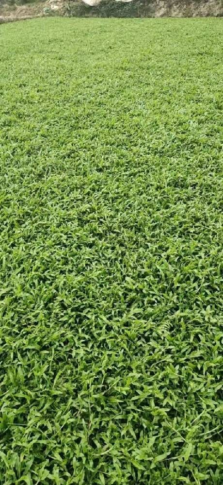 清远大叶油草皮草坪基地直销