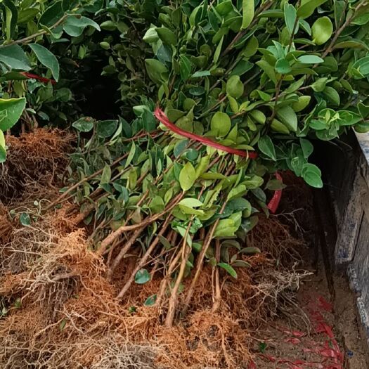 宜春湘林210茶树苗 