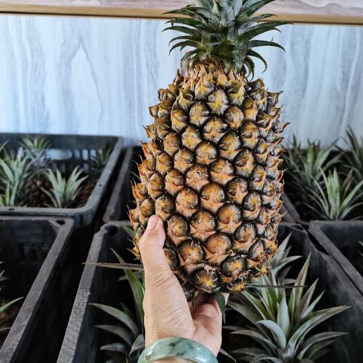 钦州菠萝 凤梨