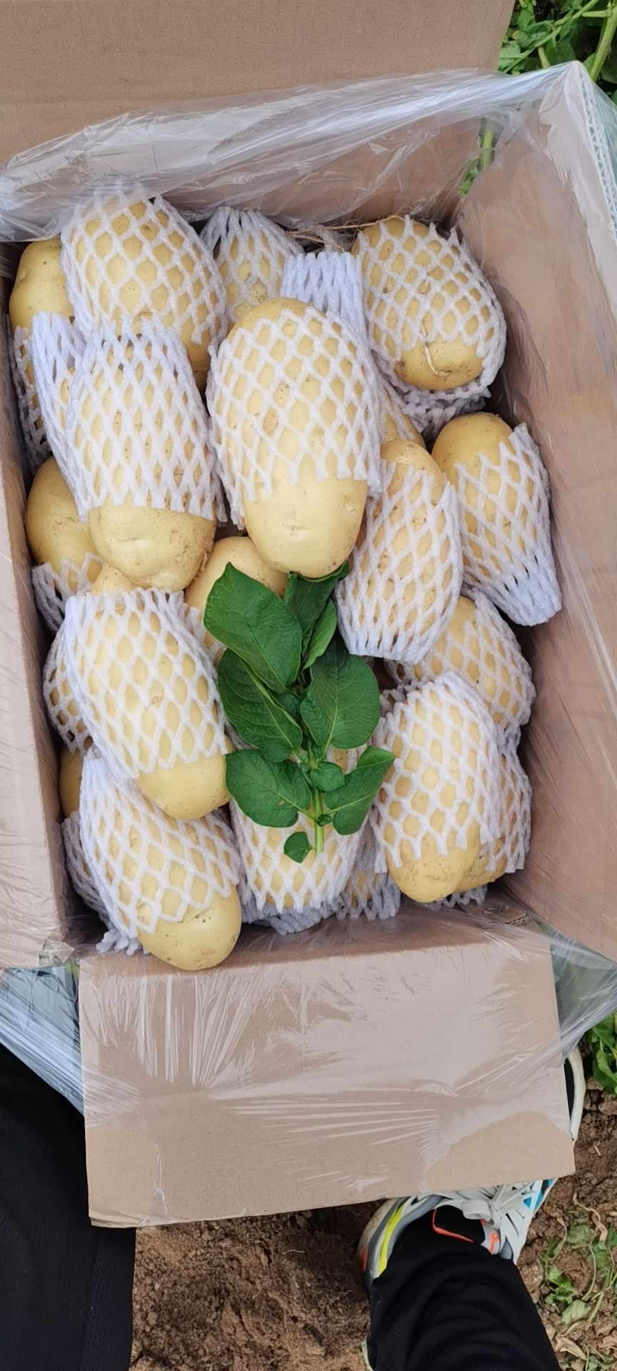 荷兰15  荷兰十五，1-3-2-4通天货规格齐全